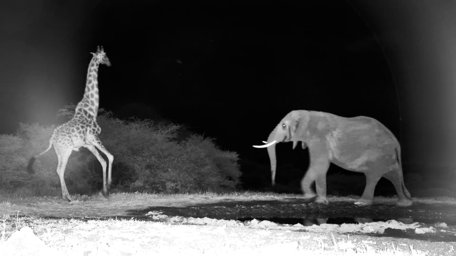 Elephant Blocks Giraffe at the Waterhole