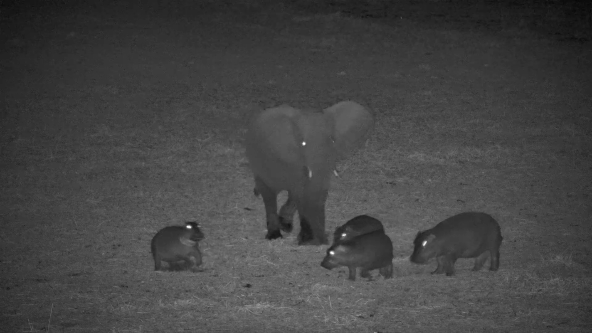 Bossy Elephant Tells Hippos Who’s in Charge