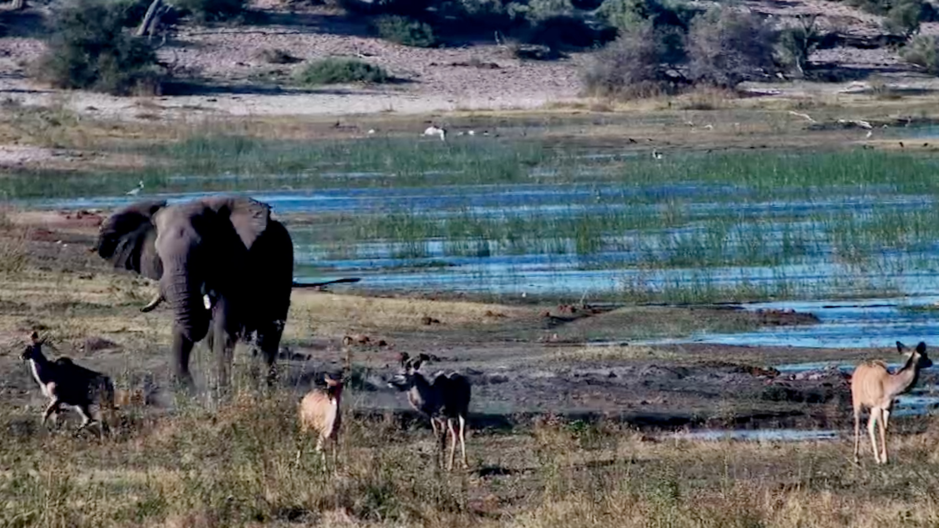 Elephant Tried to Be the Boss