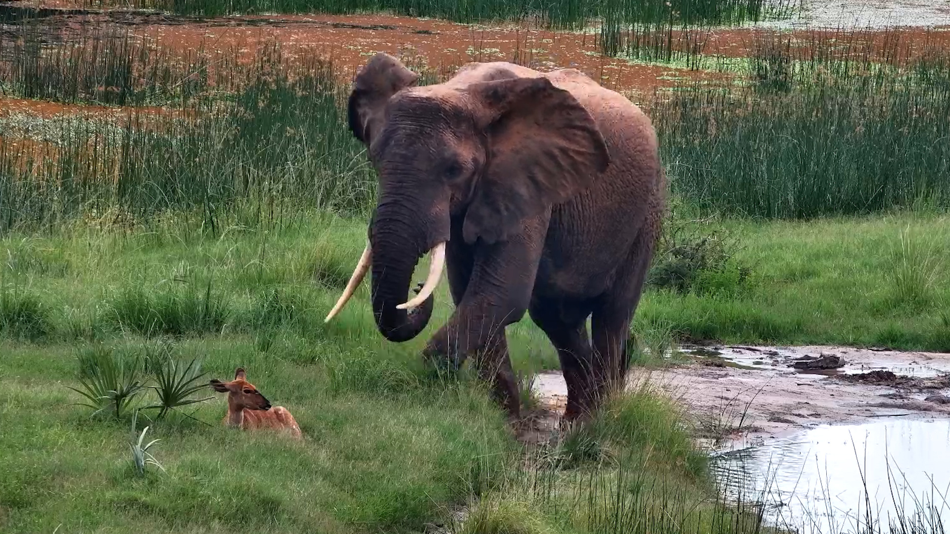 Excuse Me! | Elephant Tries to Shoo Nyala