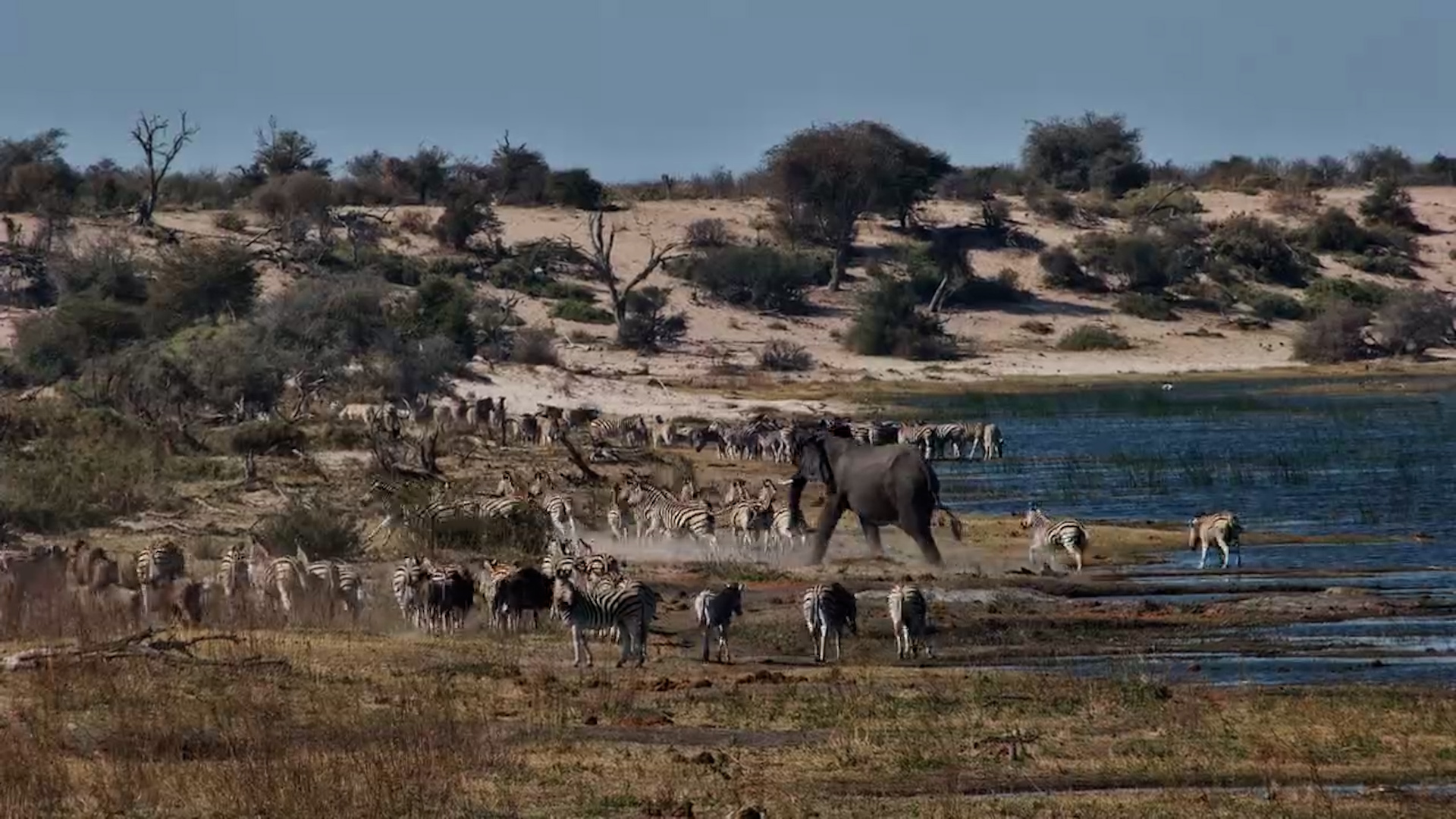 Too Many Zebras! Elephant Finally Loses Patience