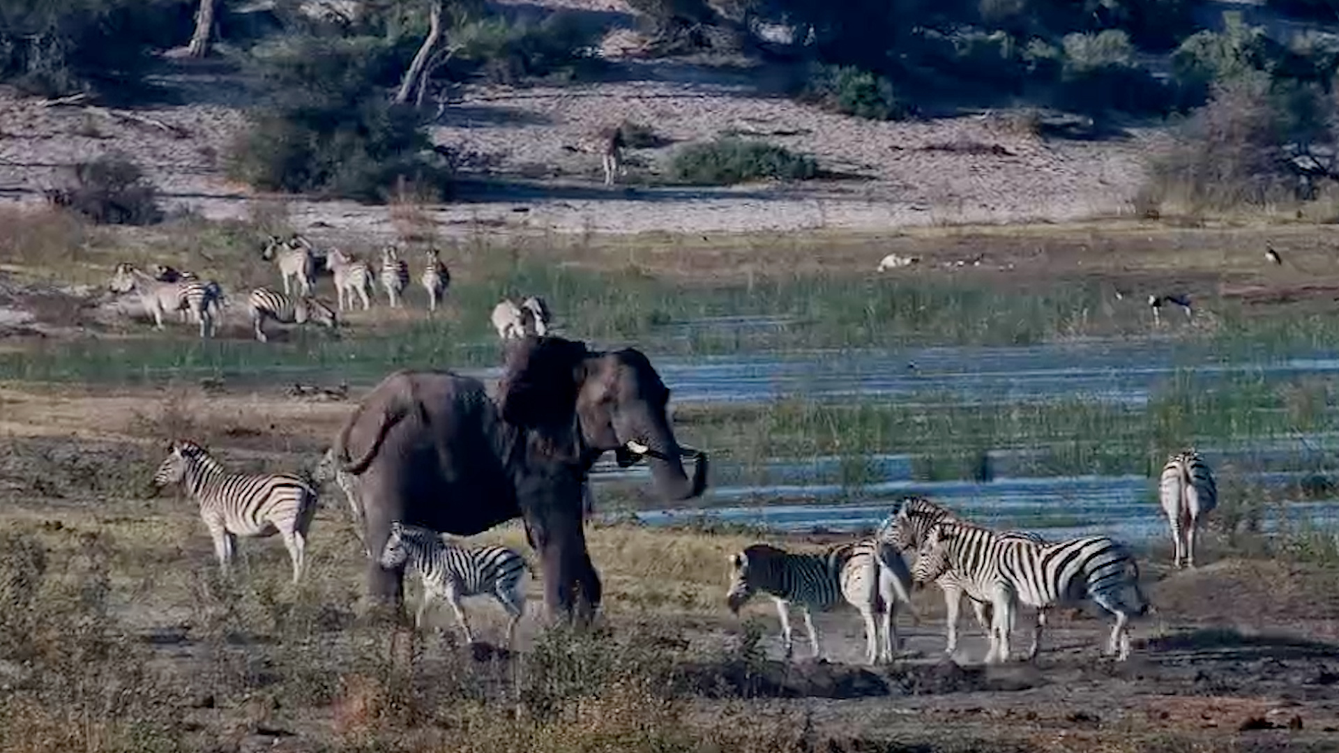 Elephant Had Enough of the Zebras