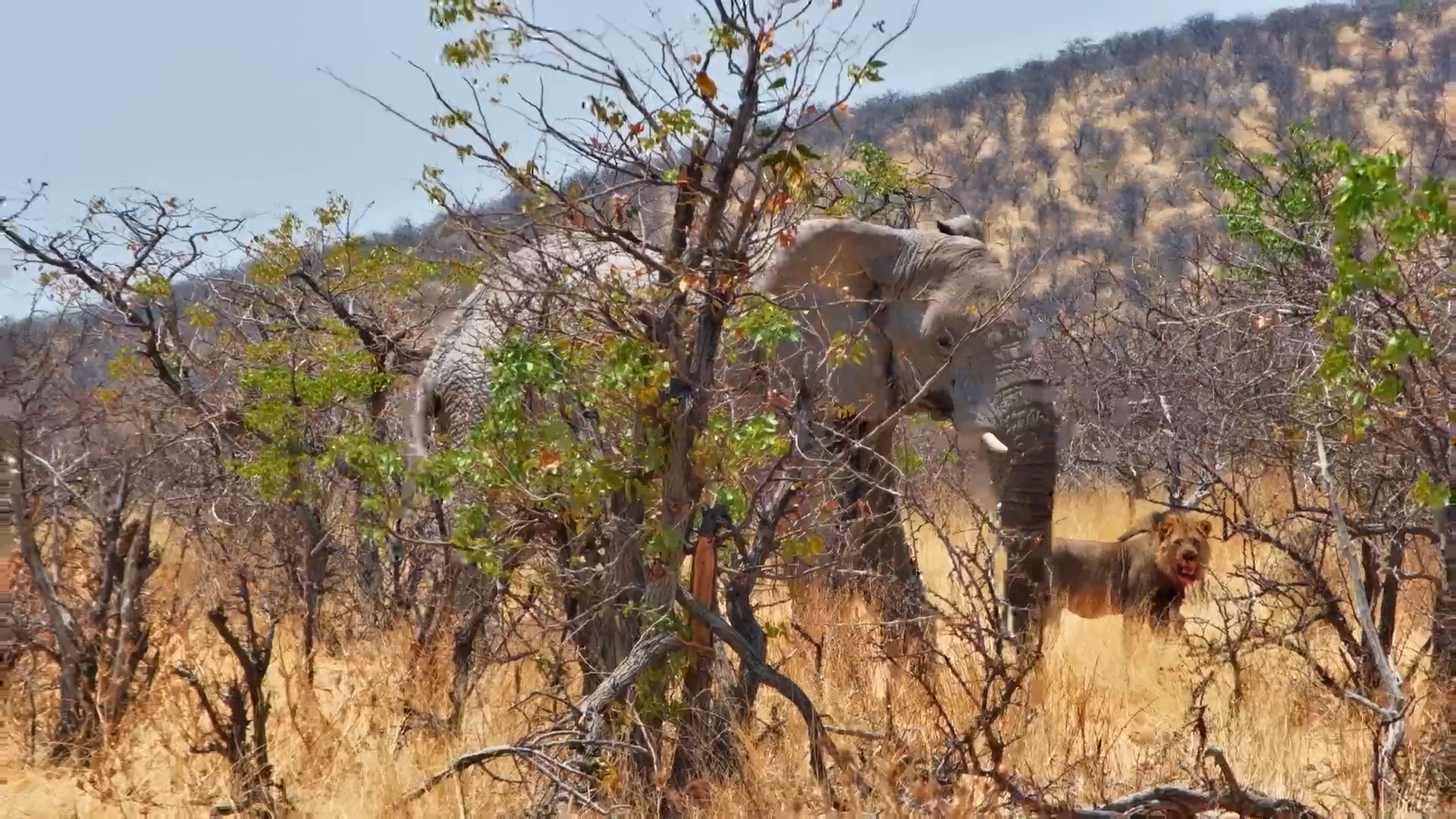 Lions vs Elephant! Safarihoek Showdown at the Waterhole