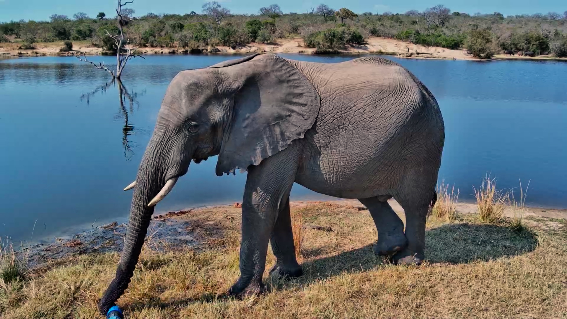 Elephant Knows Where the Fresh Water Is