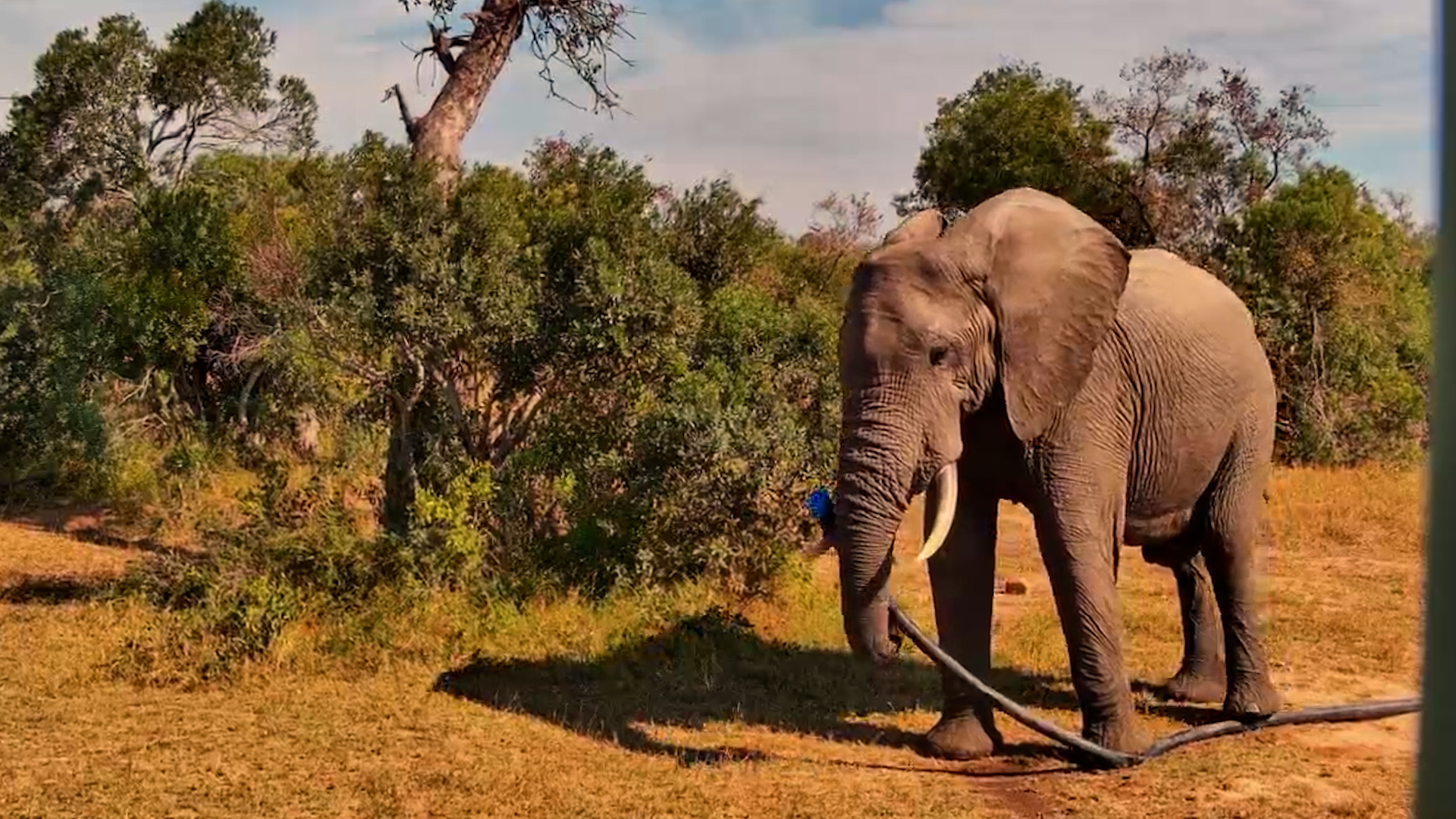 Elephant Garden Services Has Arrived