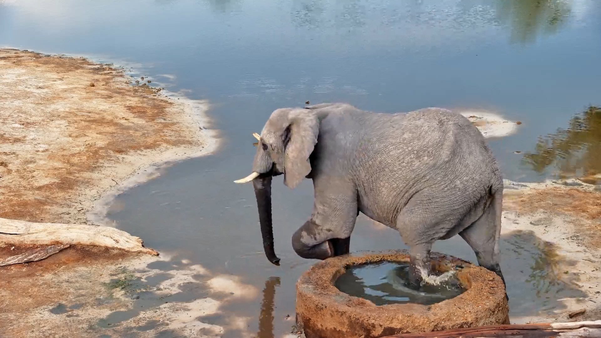 Elephant Cleans Its Feet at the Drinking Well