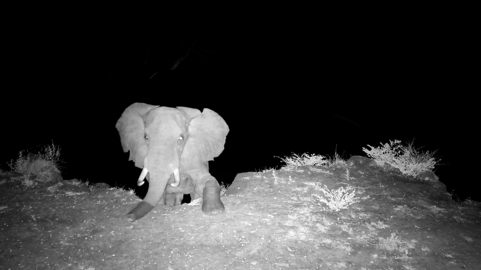 Elephant’s Awkward Night Climb