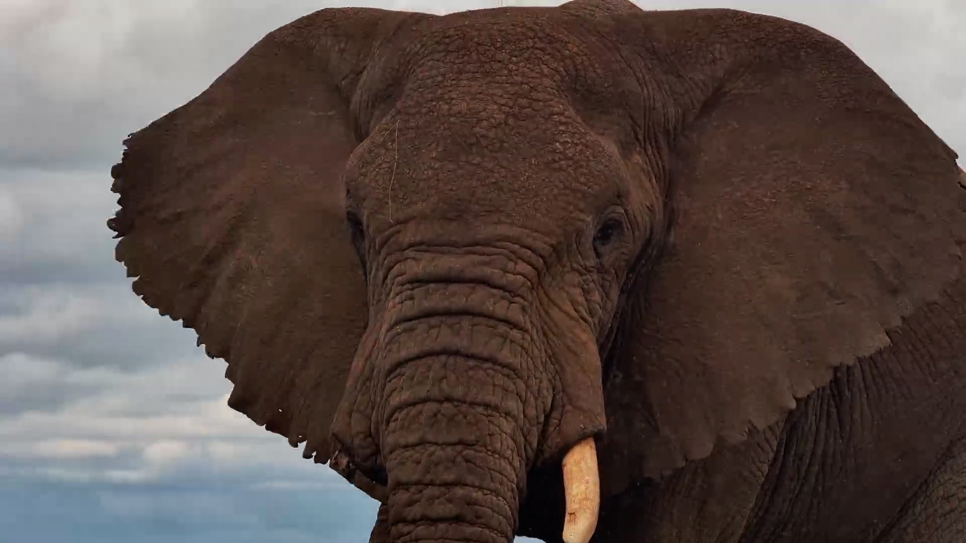 An Elephant Drinks in Silence