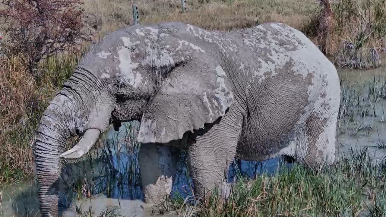 Meet Jack's Camp's Mud-Loving Giant