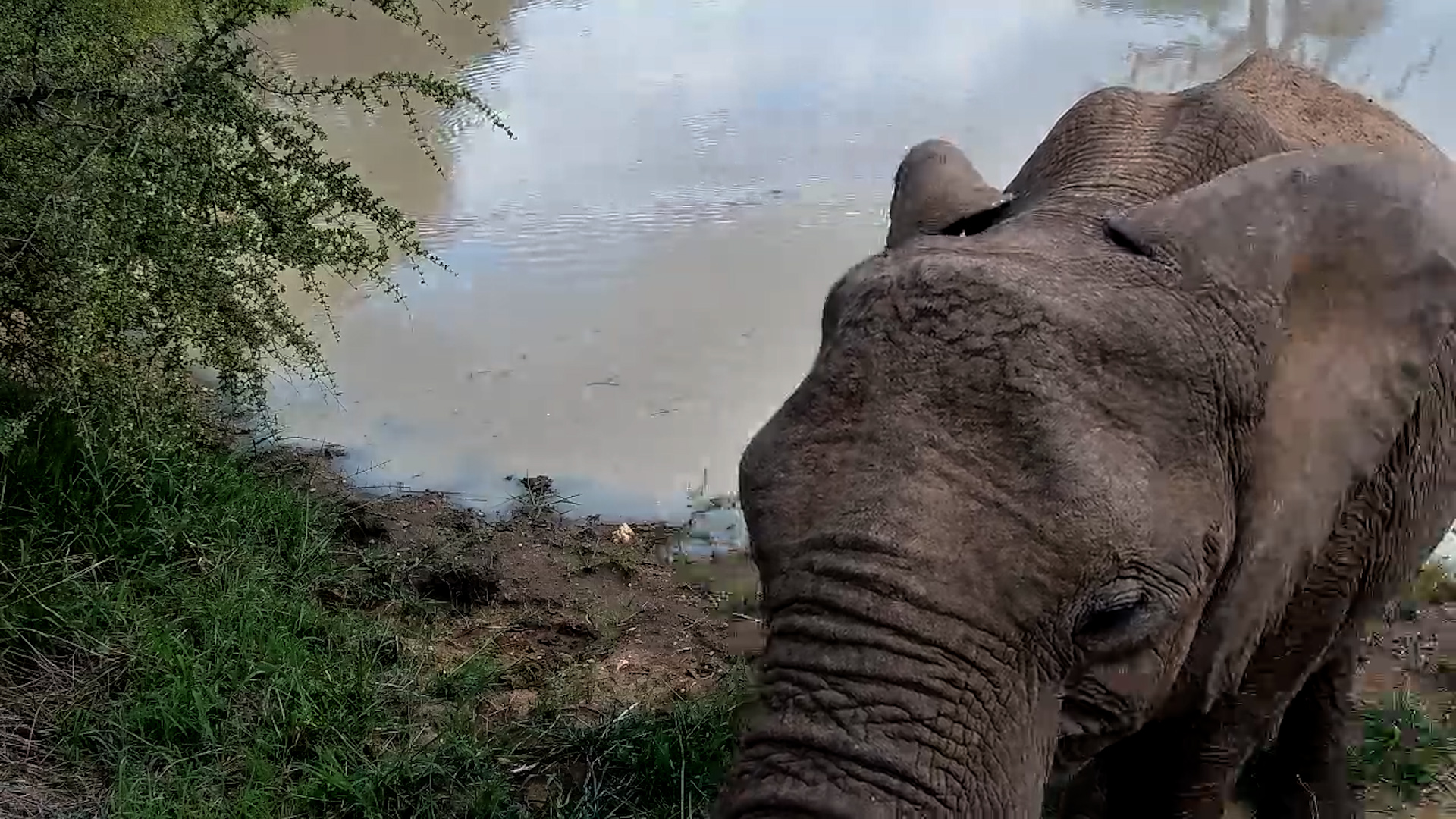 Elephant Feeds Right Below the Camera