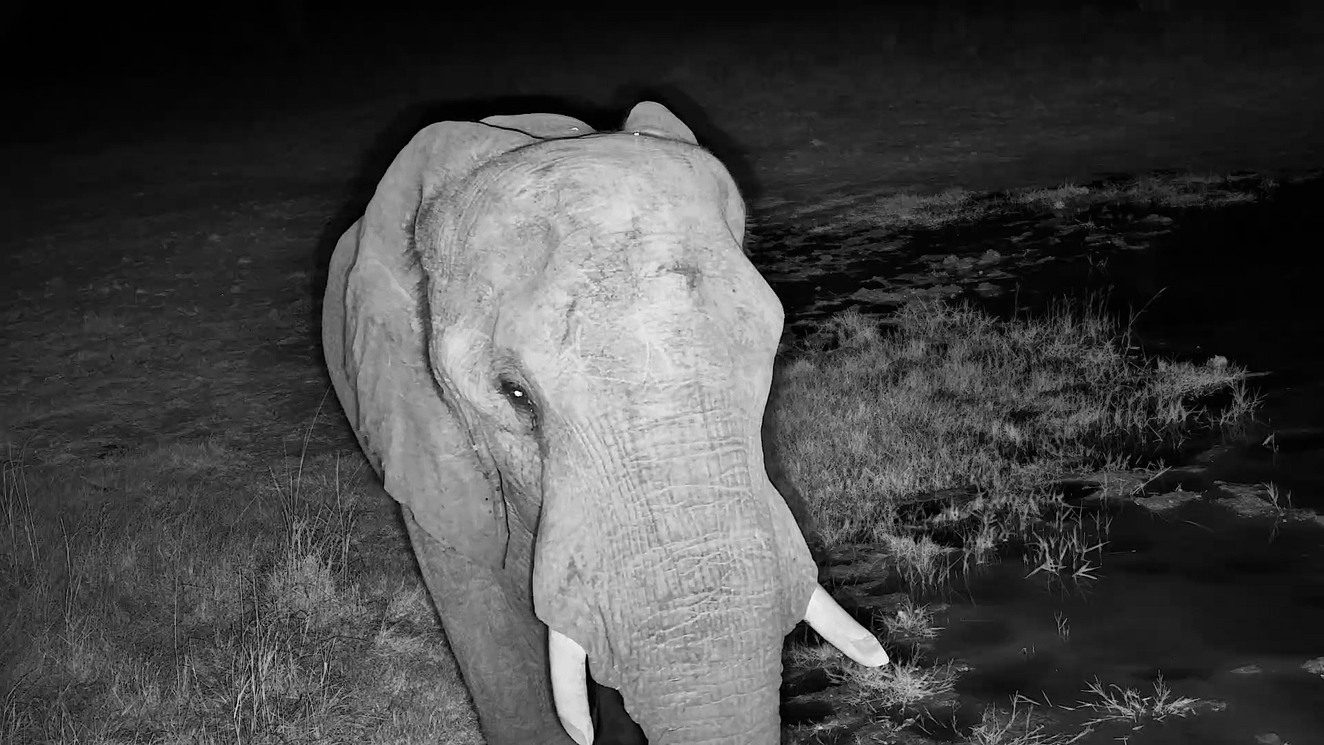 One Curious Elephant in the Darkness
