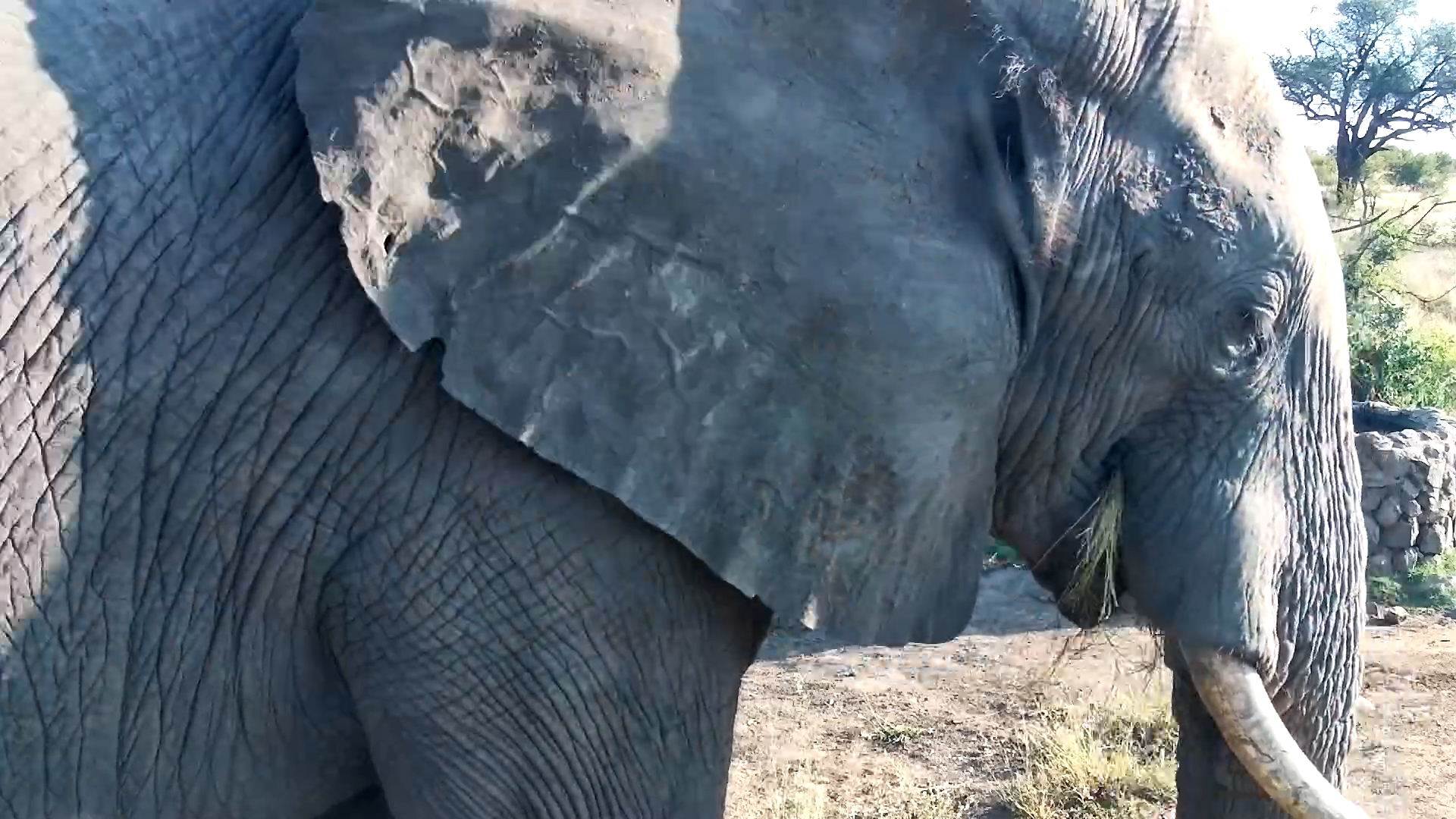 Up Close and Personal with Munching Elephants