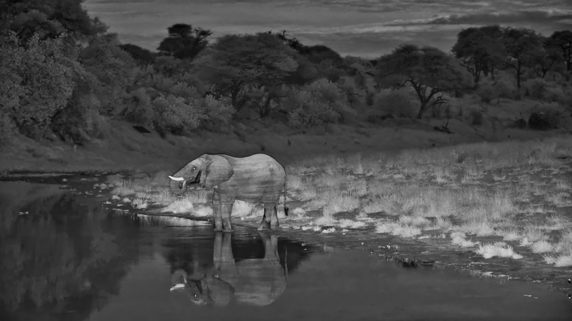Elephant Descends the Hill for a Refreshing Drink