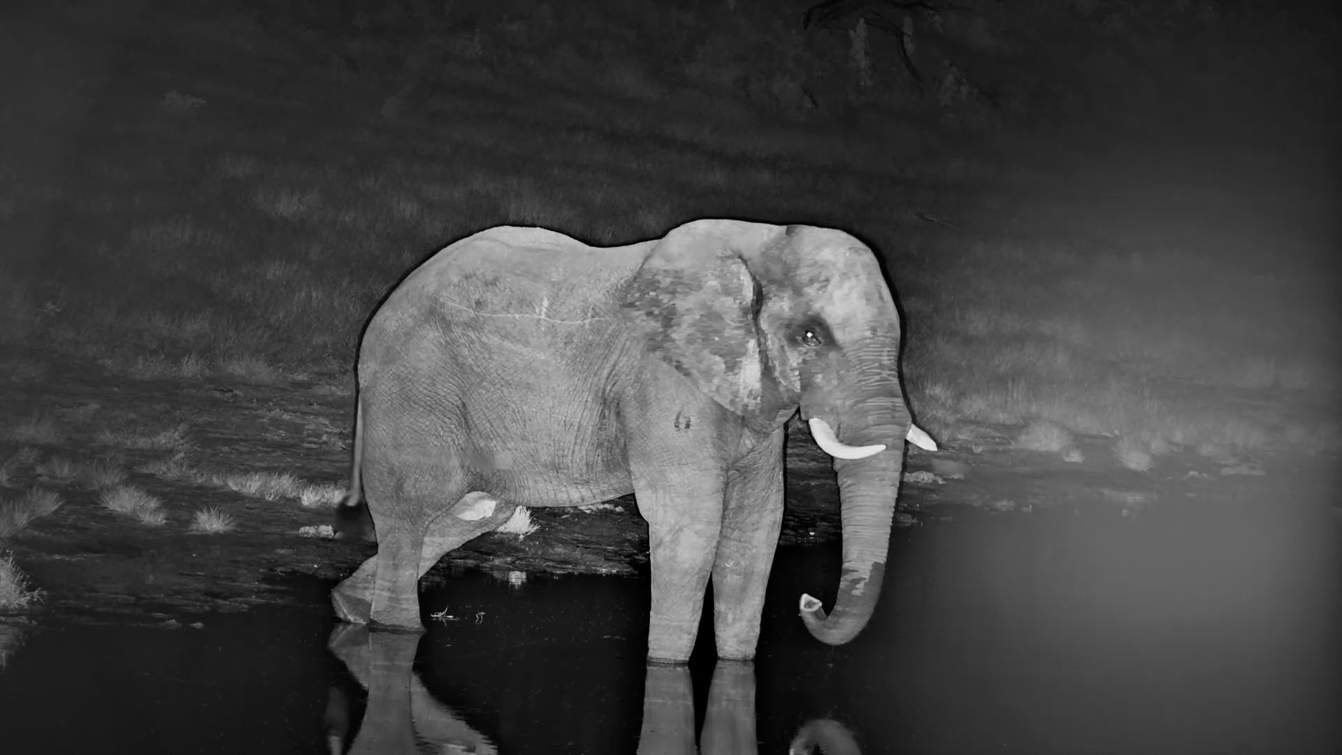 Elephant Enjoys a Refreshing Sip