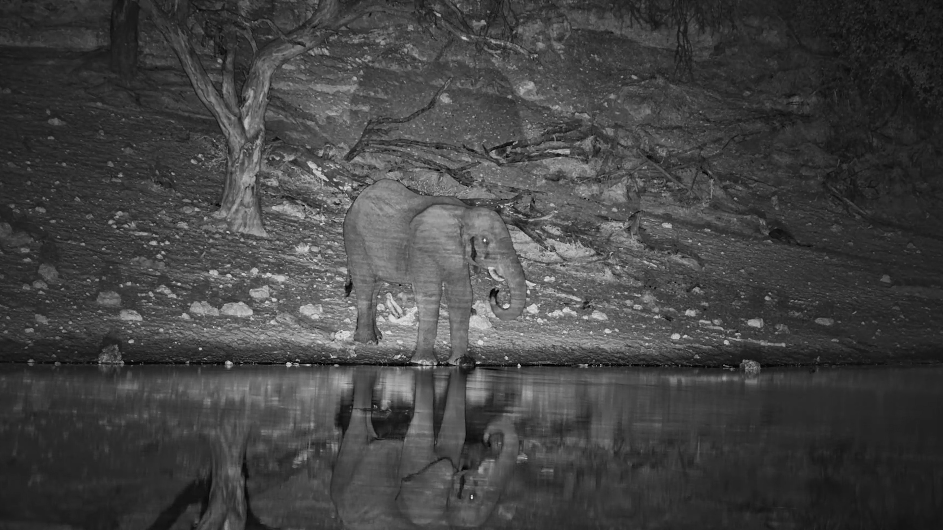 A Lone Elephant Takes His Sweet Time at the Waterhole