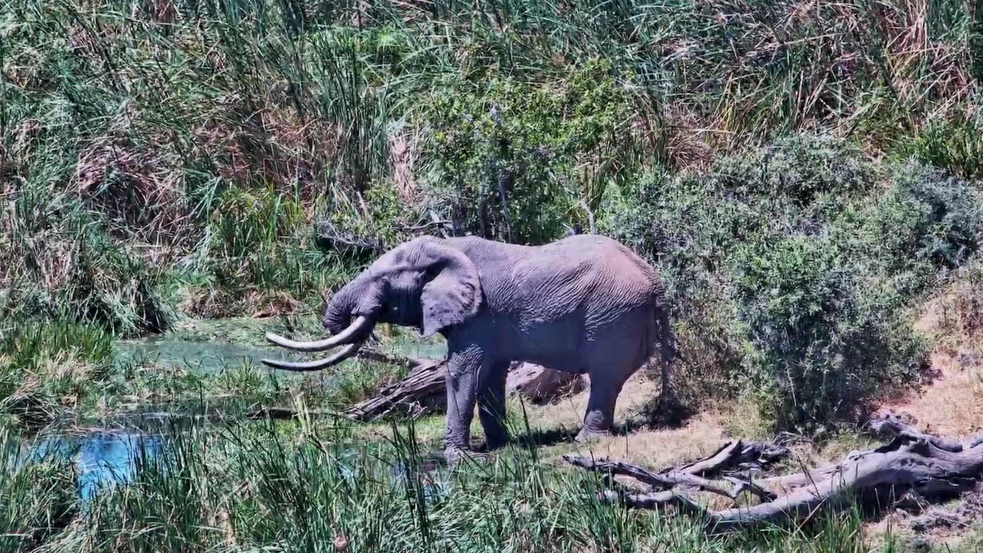You Don't See Tusks Like These Every Day!