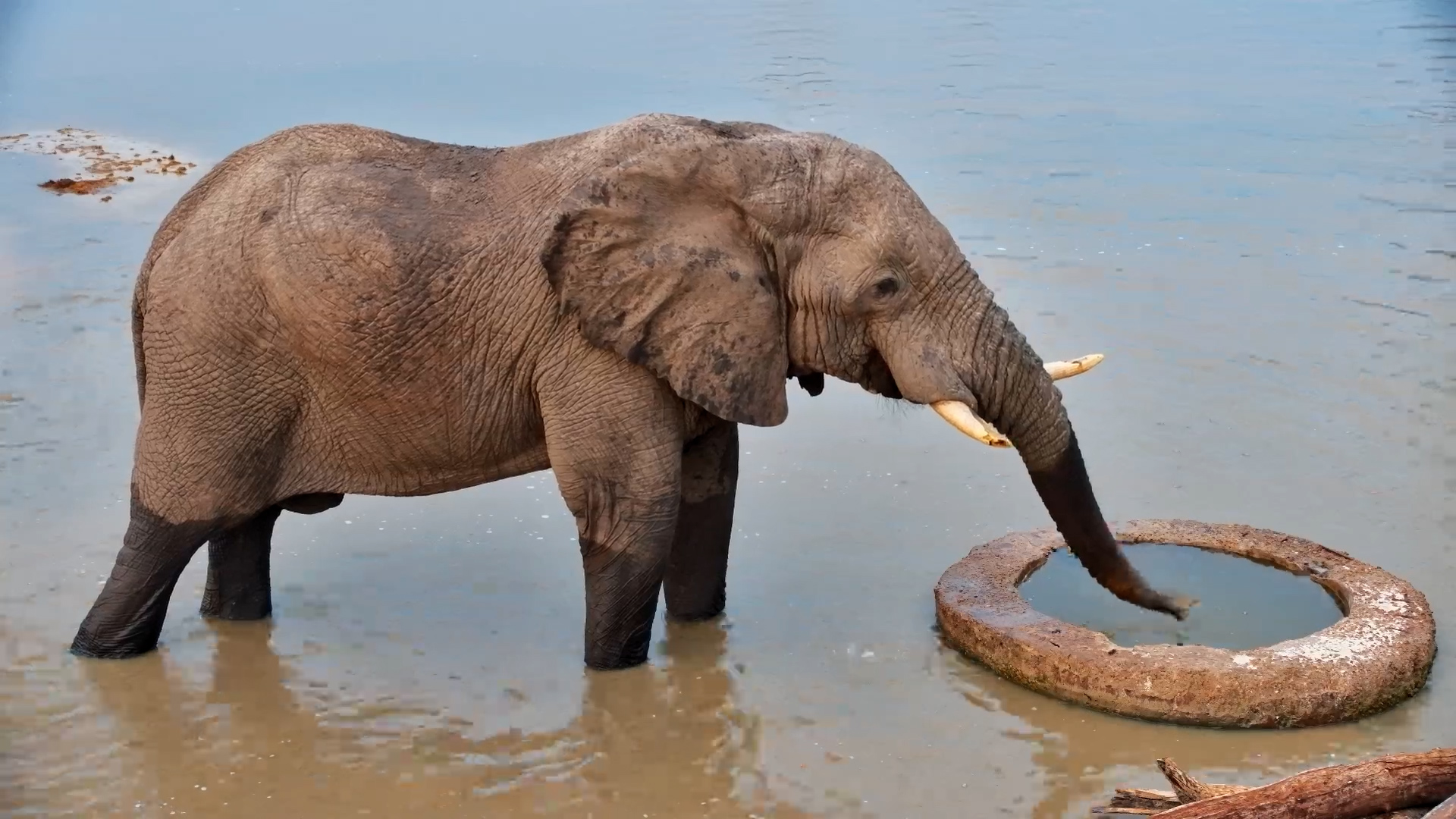 Just an Elephant Drinking