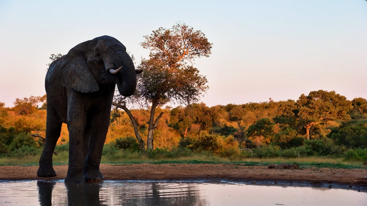 Elephant Comes In for a Drink