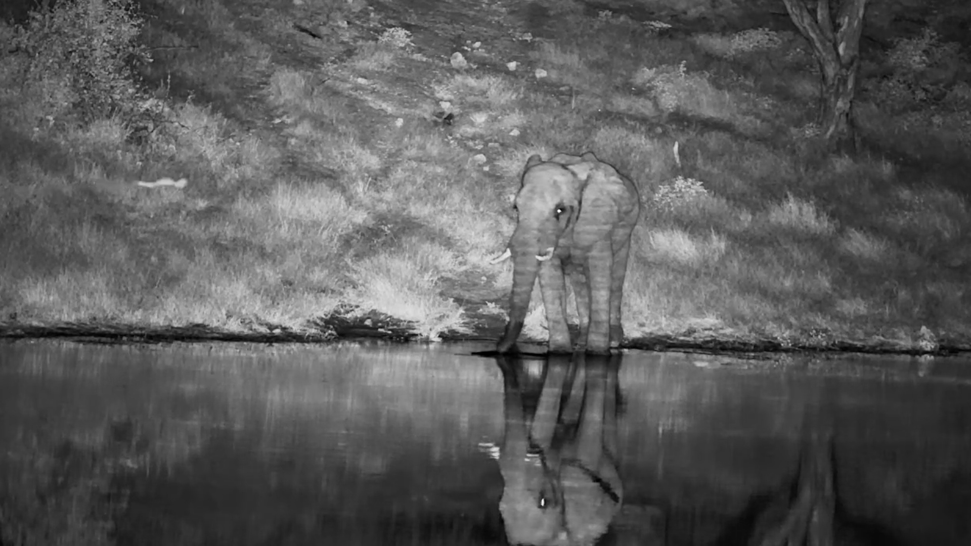 A Lone Giant Drinks in the Dark