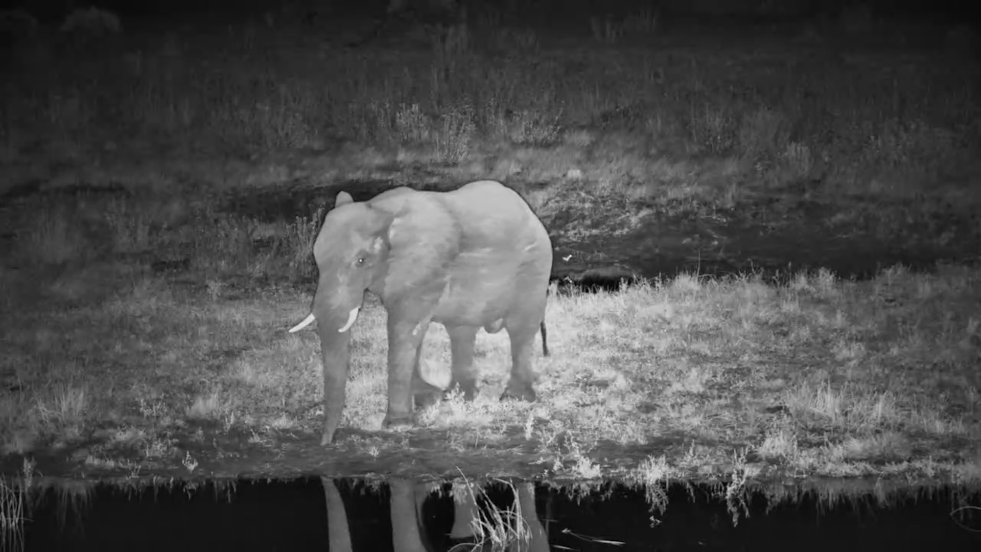 An Elephants Quick Sip