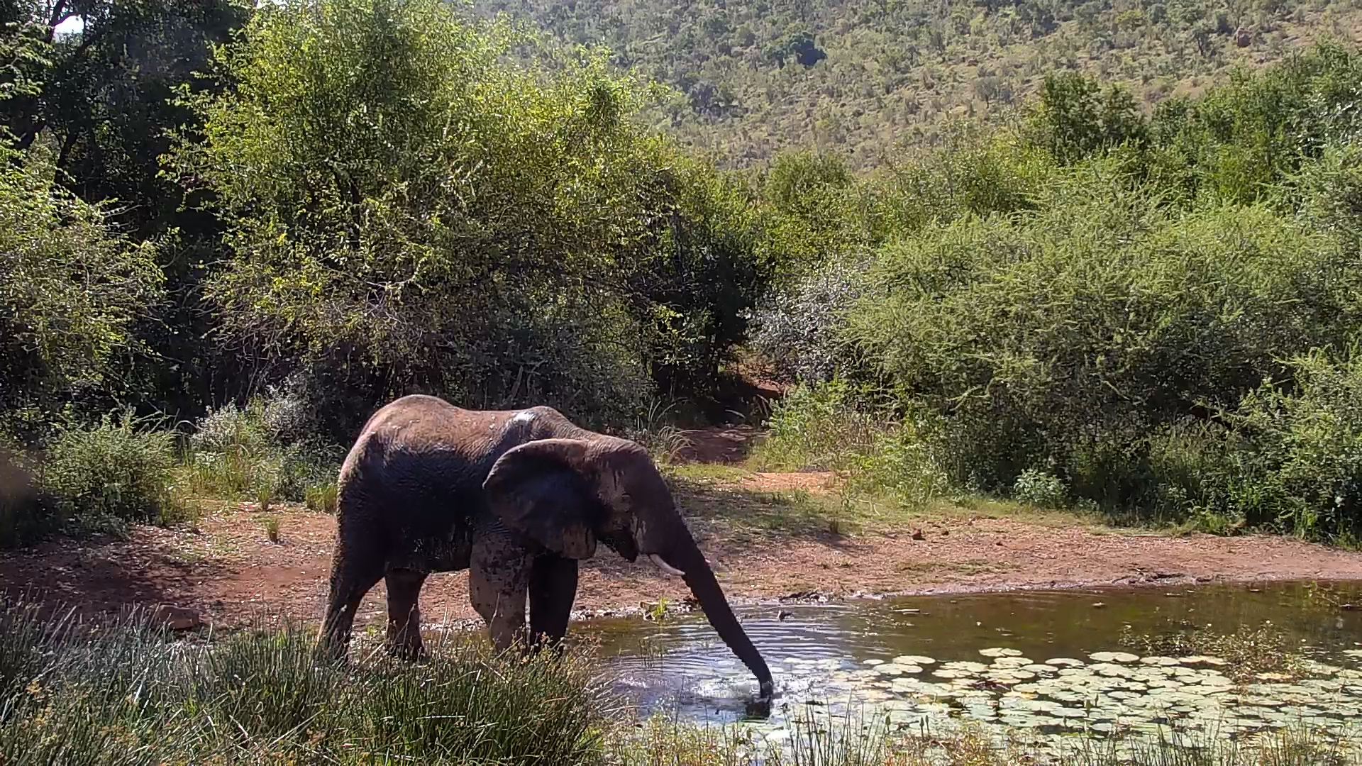 Elephant Drops By for a Quick Drink