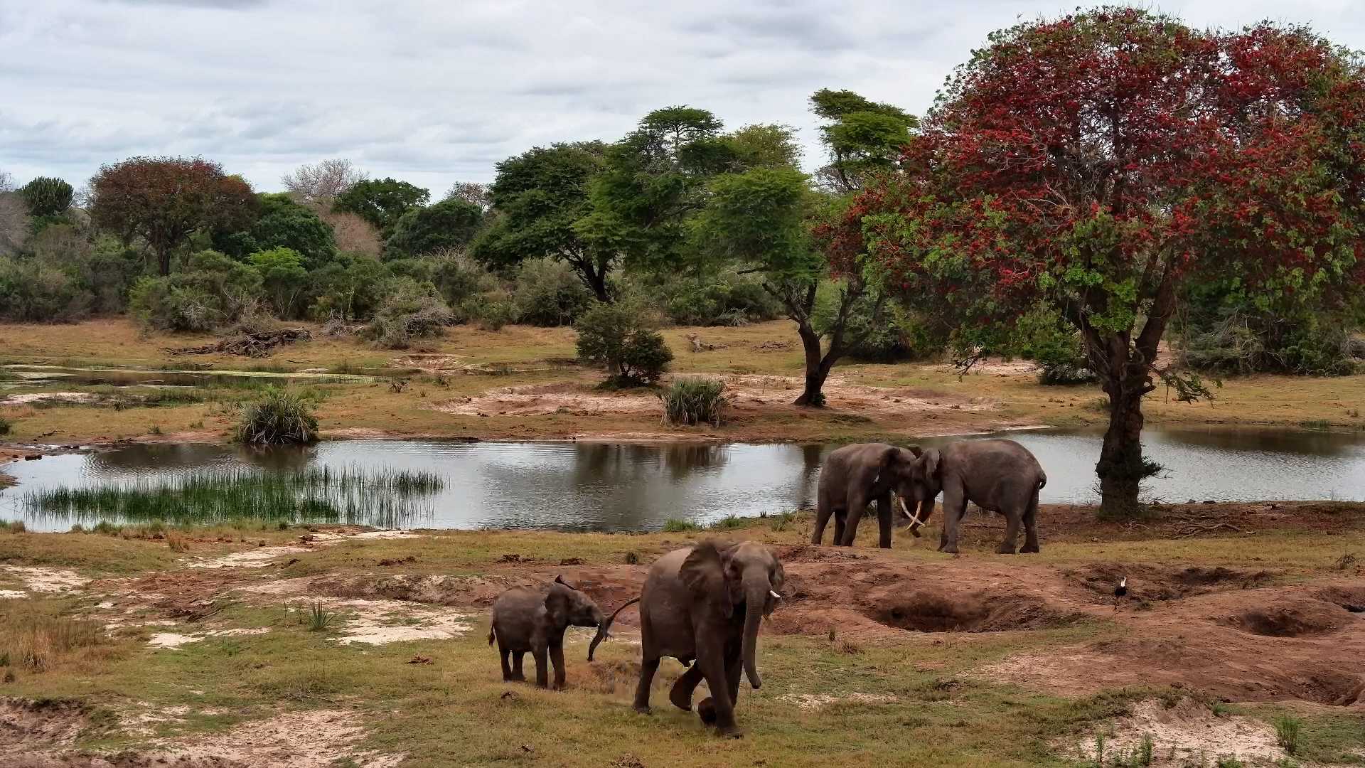 Two Elephant Bulls Fight - Mother’s Protective Instinct Kicks In