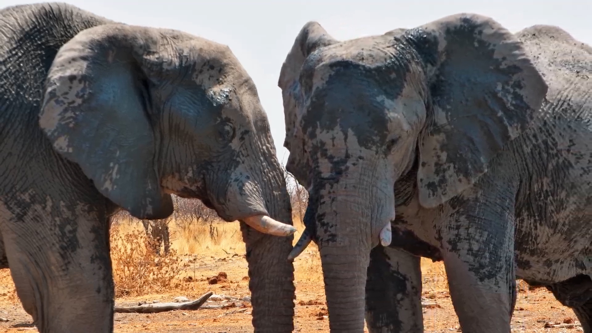Two Elephants Share a Close Drink at Safarihoek