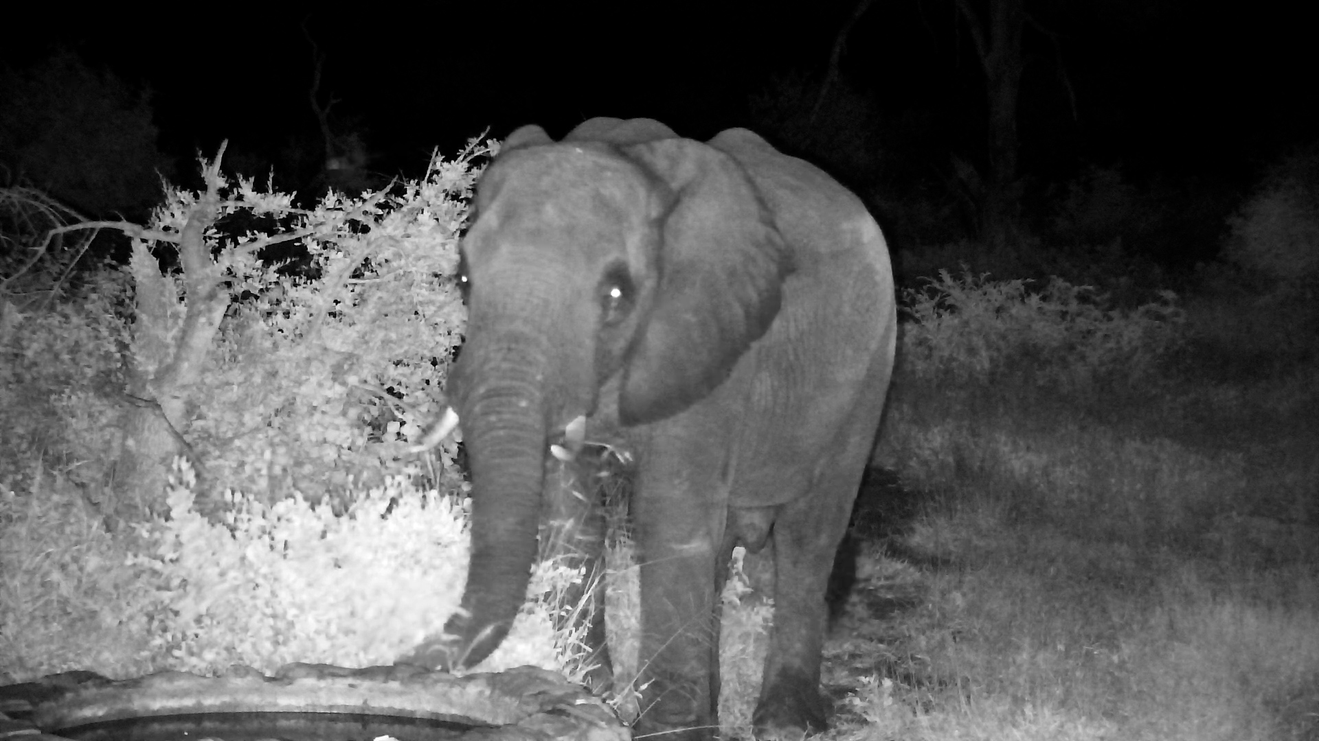 Elephant, Hippo & Crocodile at Naledi Dam