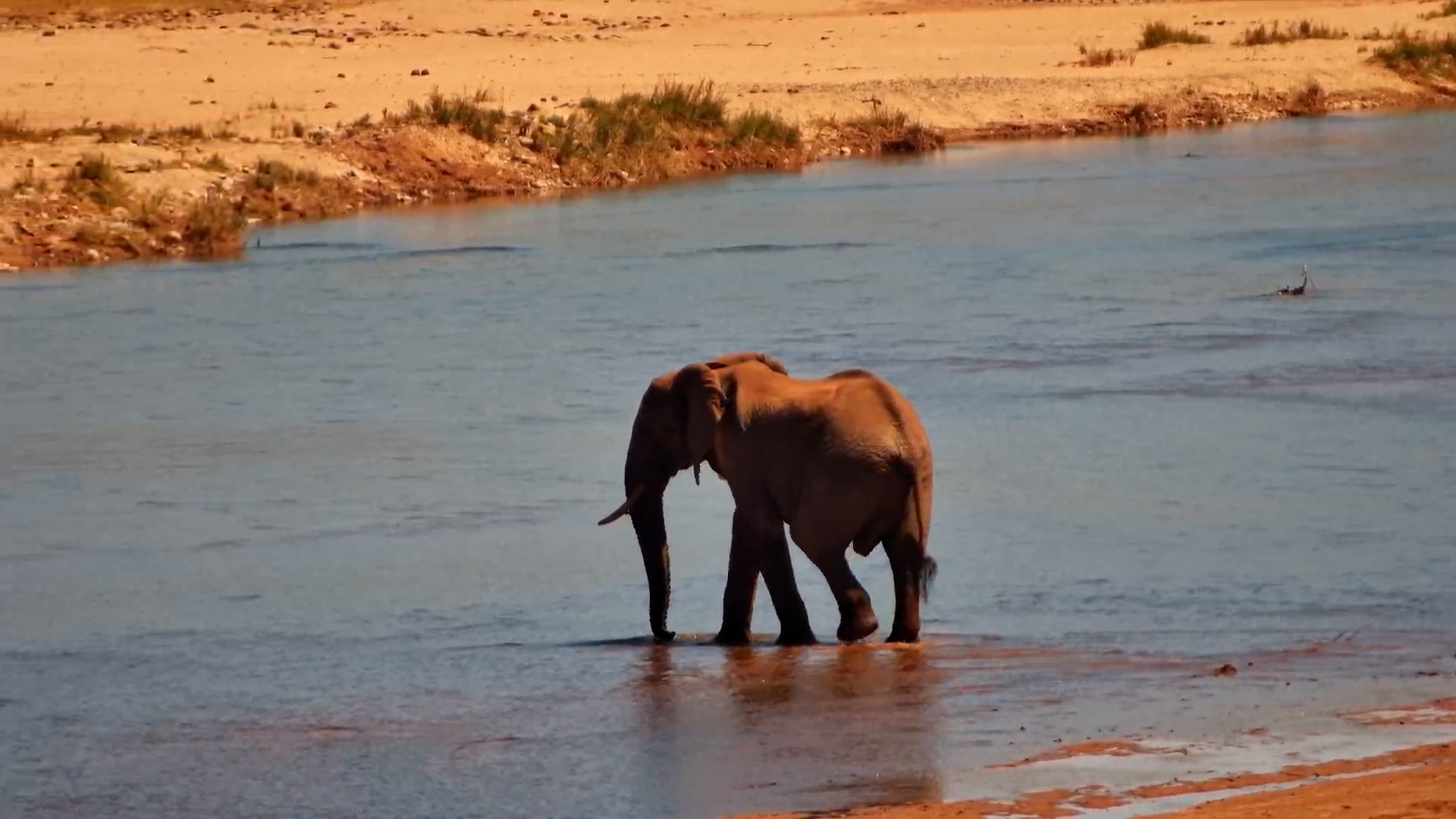 Elephant Crosses the River and Meets a Giraffe