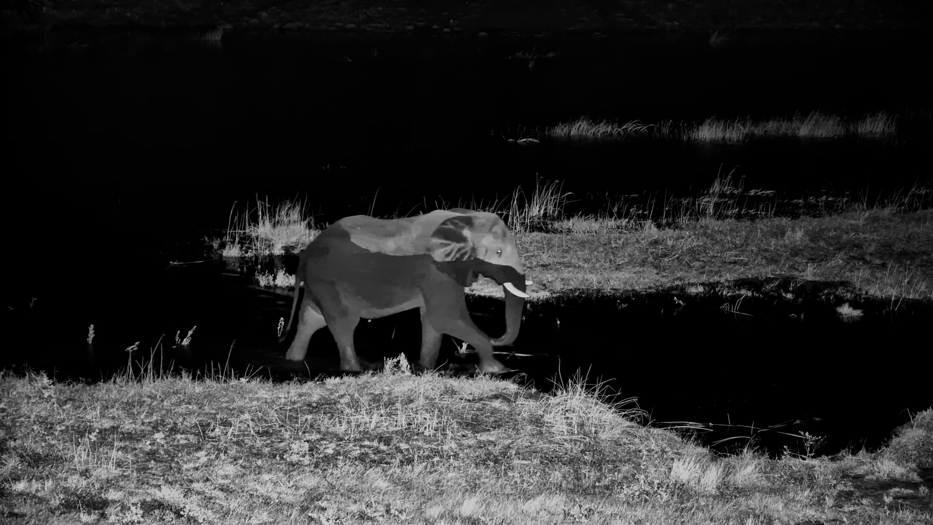 A Quiet Elephant Crossing