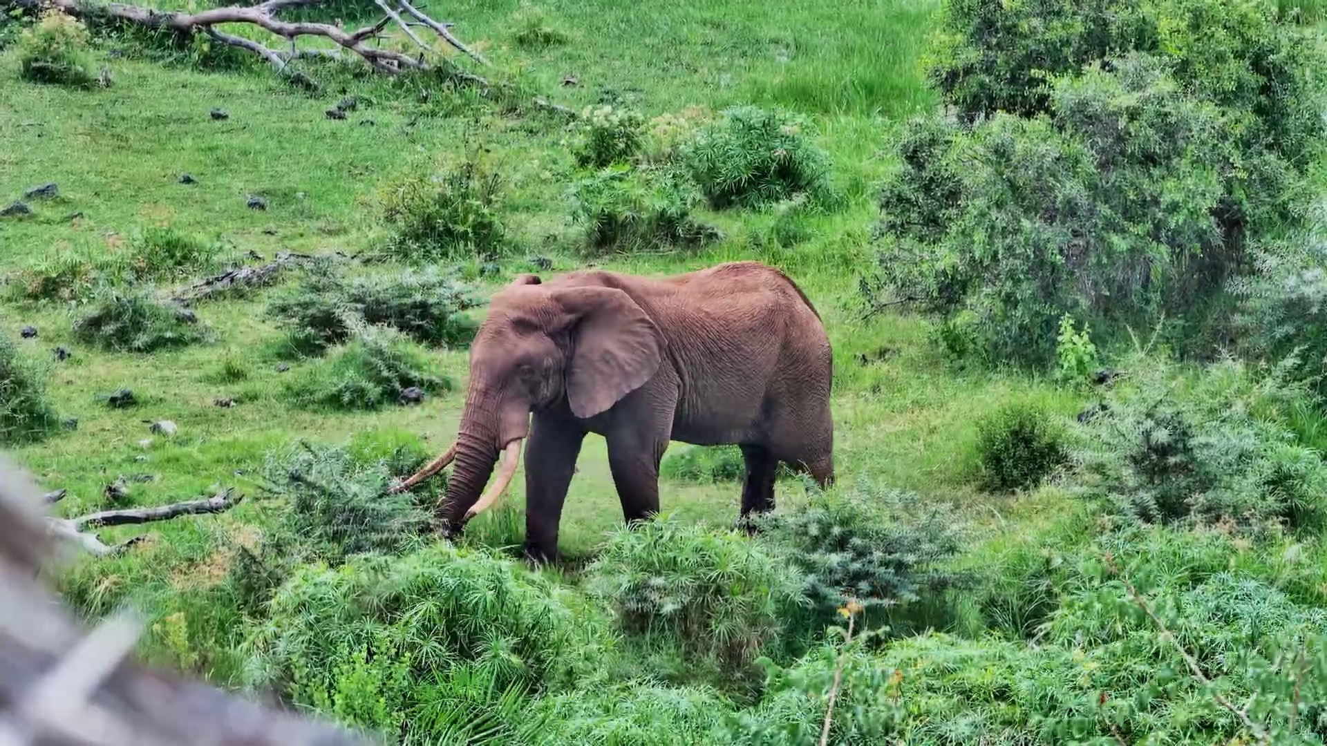 Strolling Elephant In The Wild
