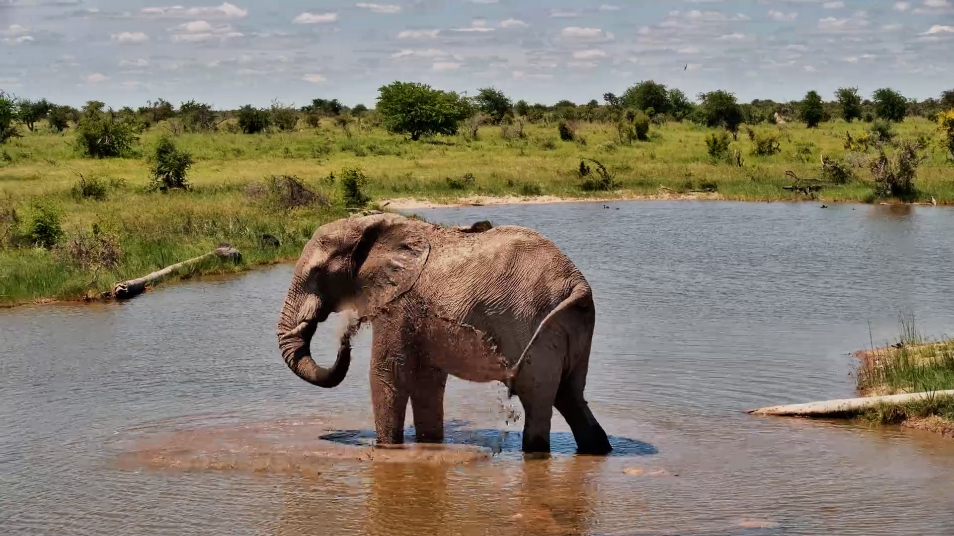 Kalahari Stroll: Elephant Wades Through the Water