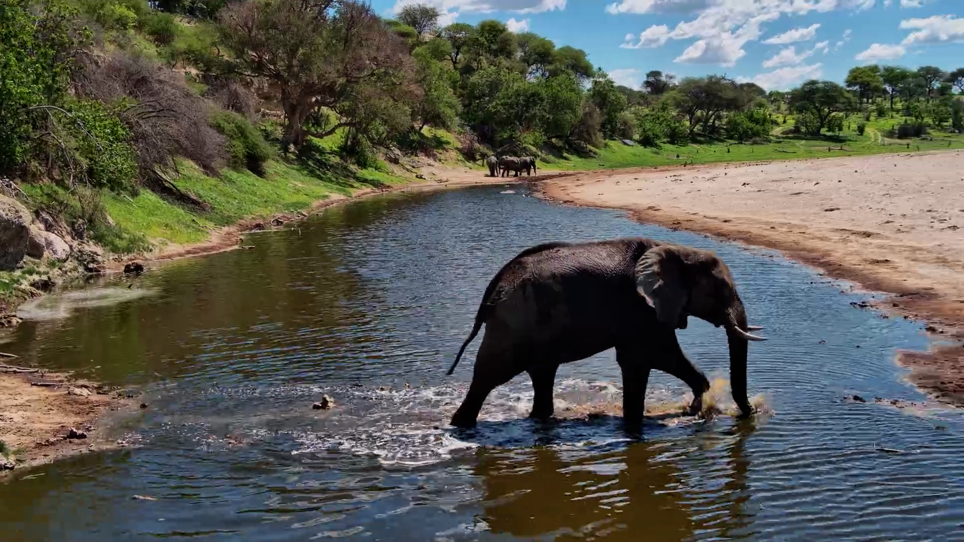 Lone Elephant Wades Across Meno a Kwena
