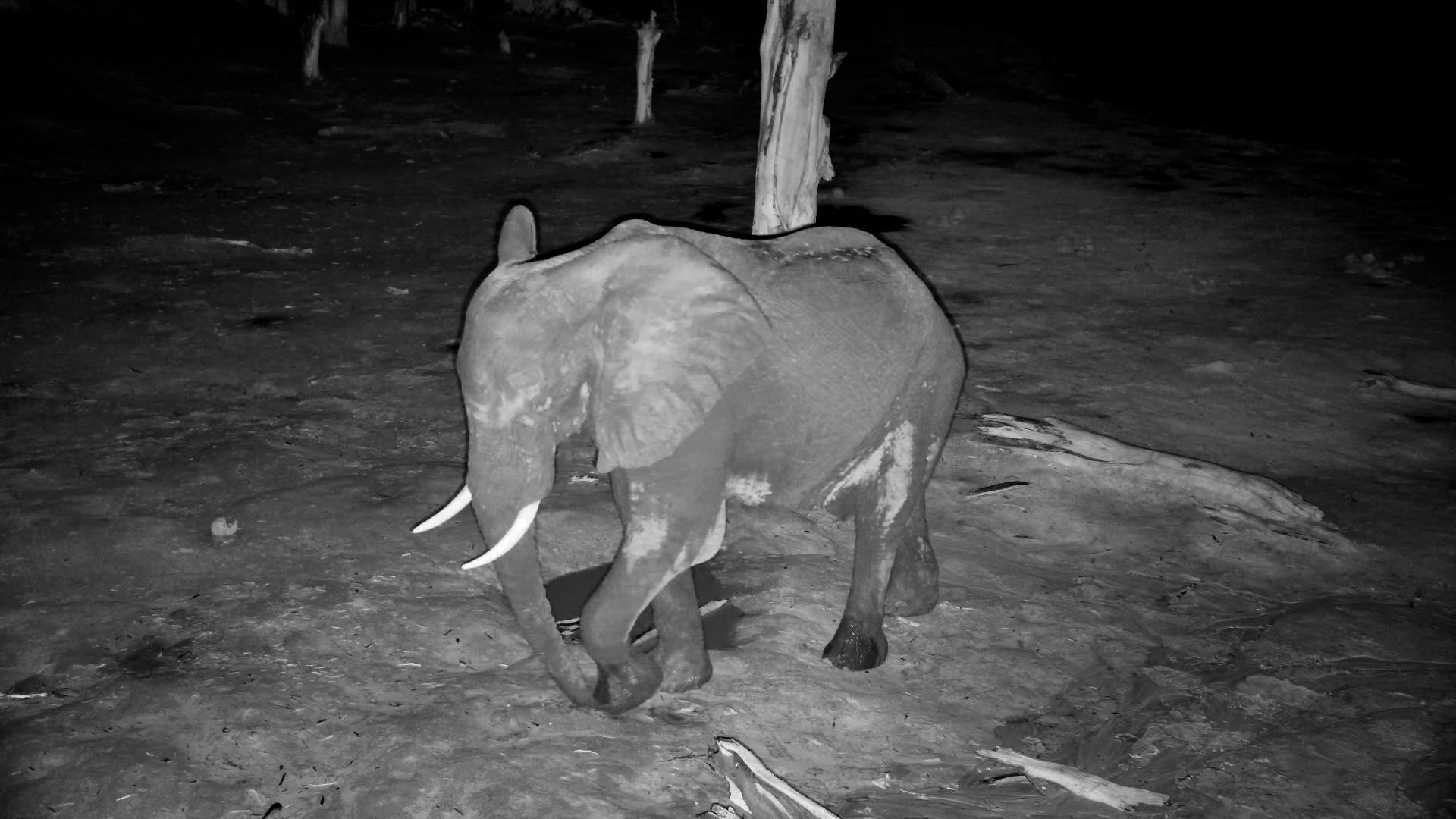 Elephant Bull with Missing Trunk Tip