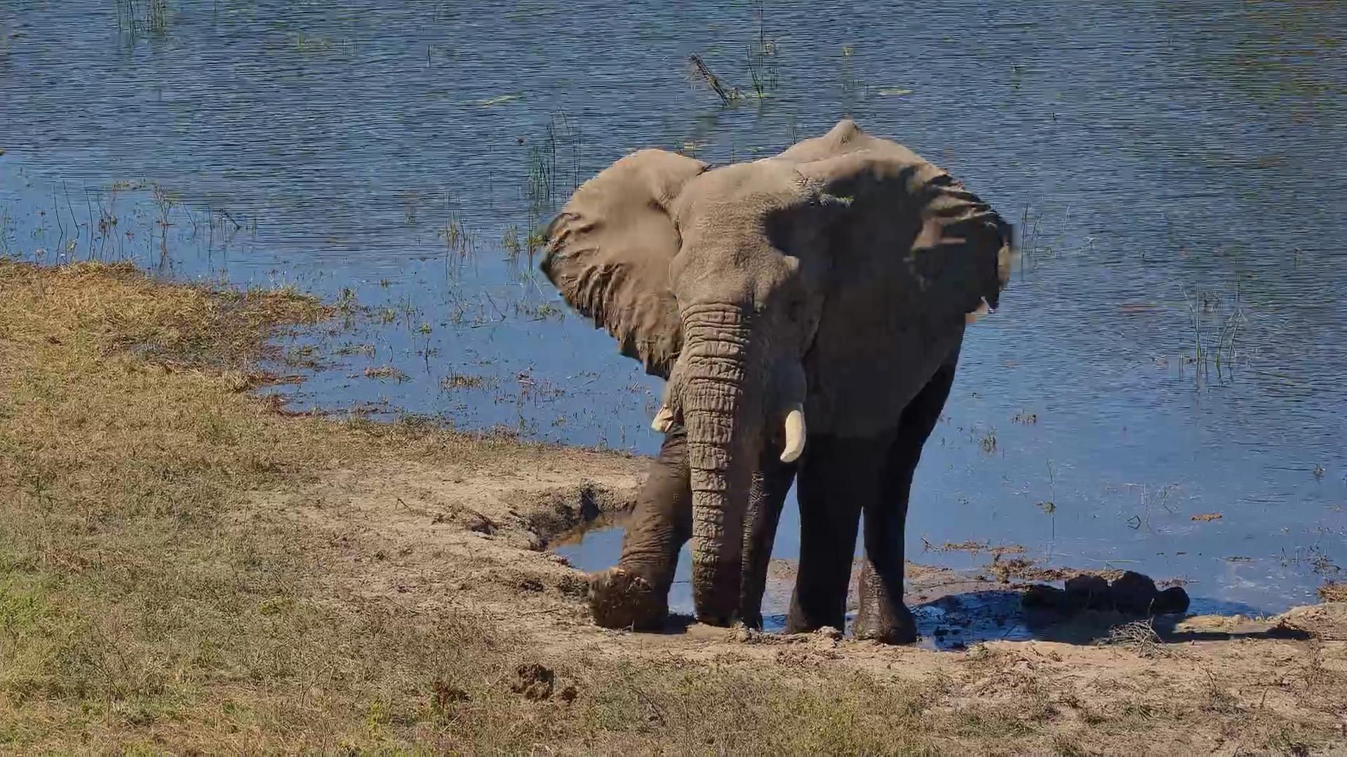 Elephant Bull Enjoys the Mud at Camelthorn