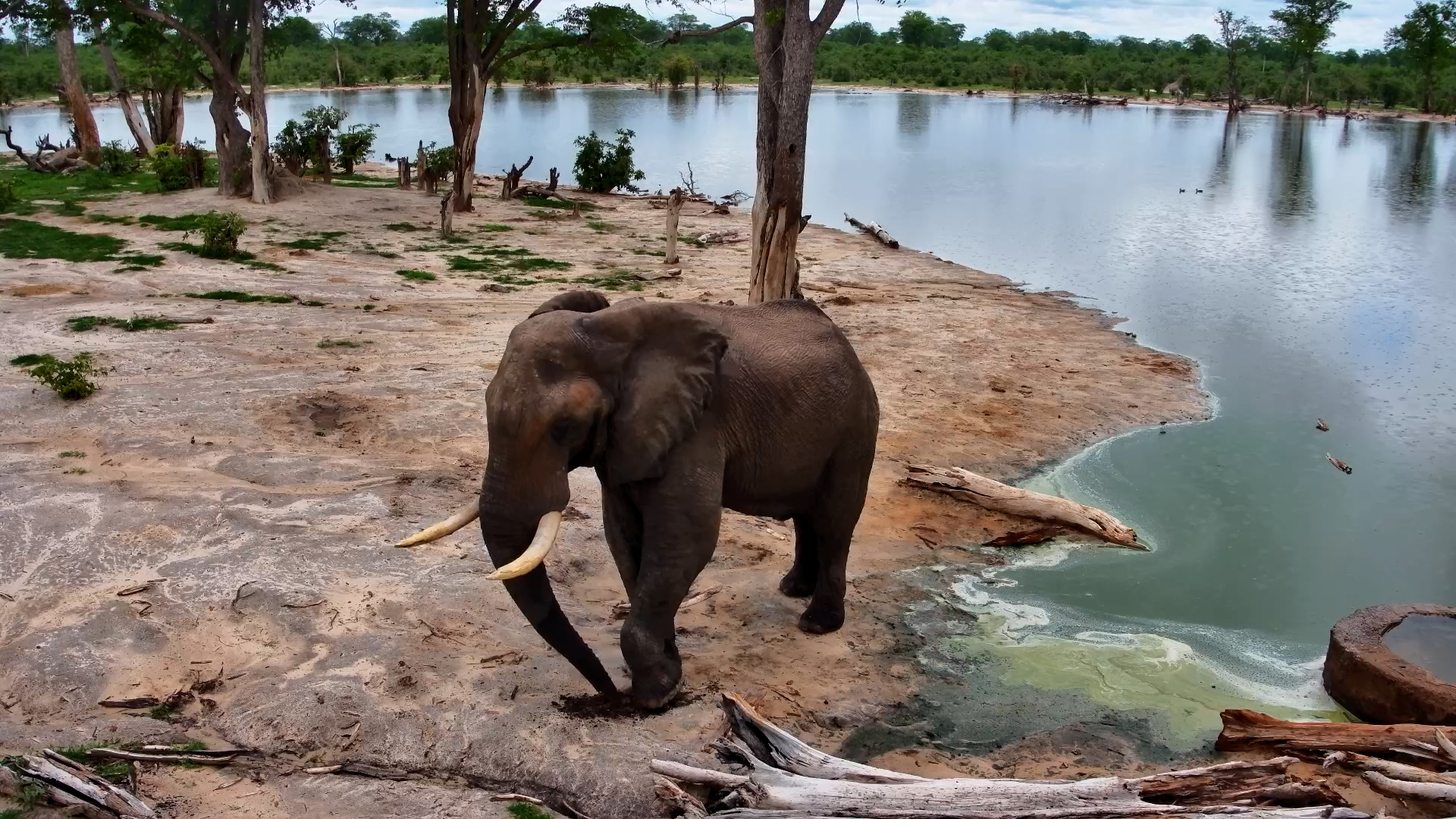 Elephant Feeding on Mineral-Rich Soil