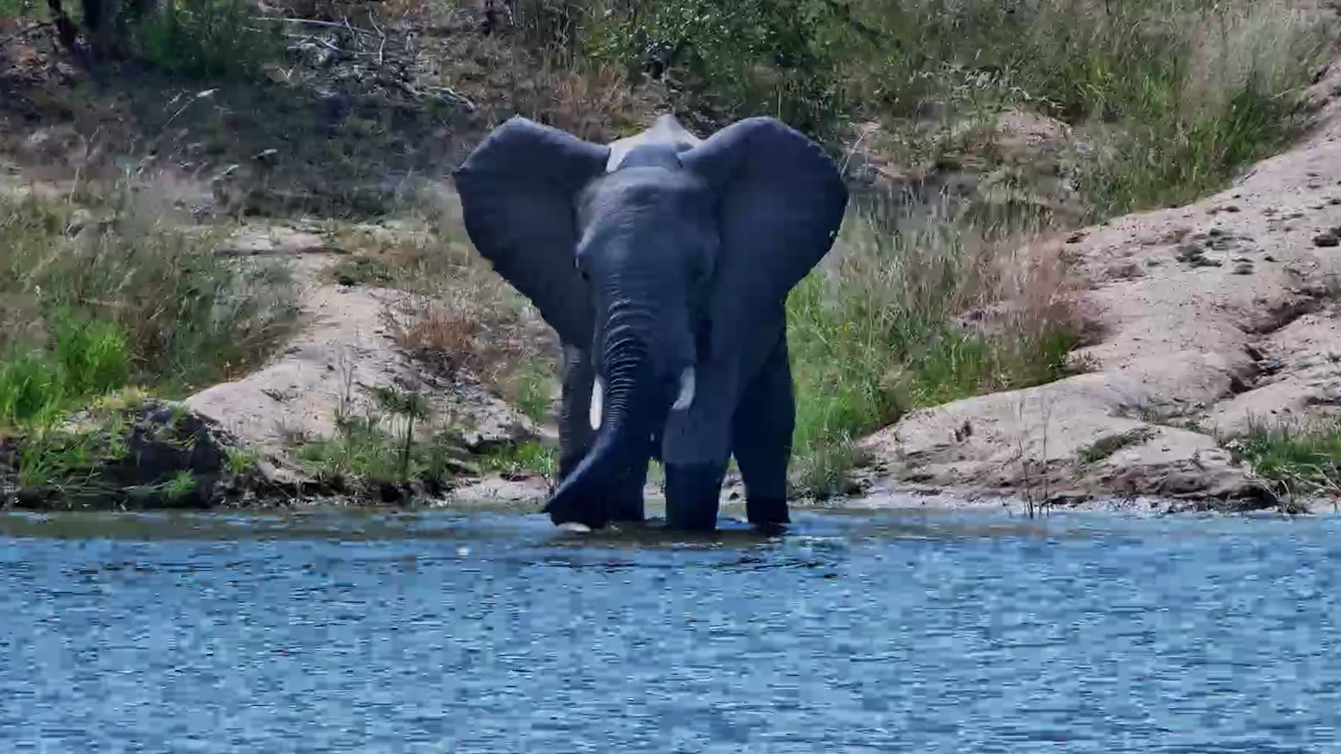 Elephant Turns Waterhole Into a Splash Park!