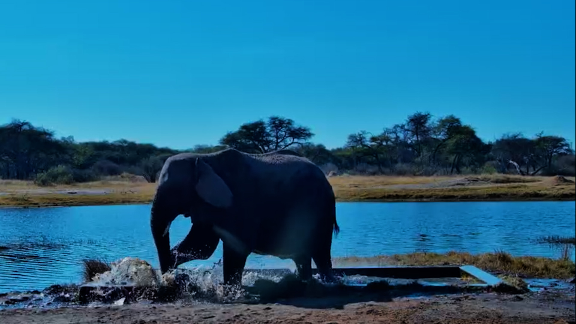 This Elephant Has Some Water Quality Concerns