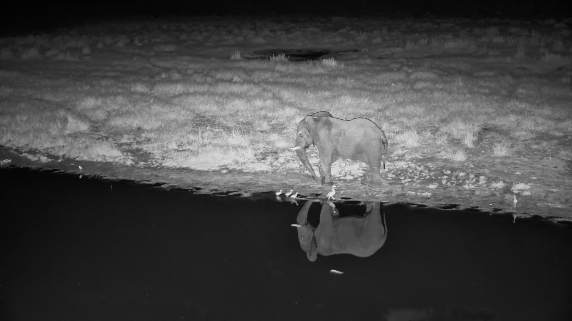 Elephant Crashes the Goose Hangout