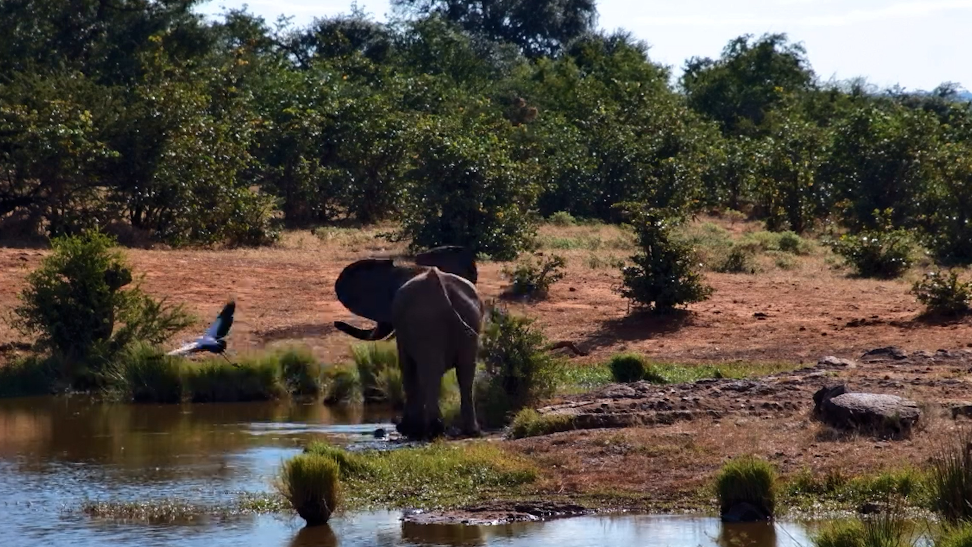 Elephant vs Stork