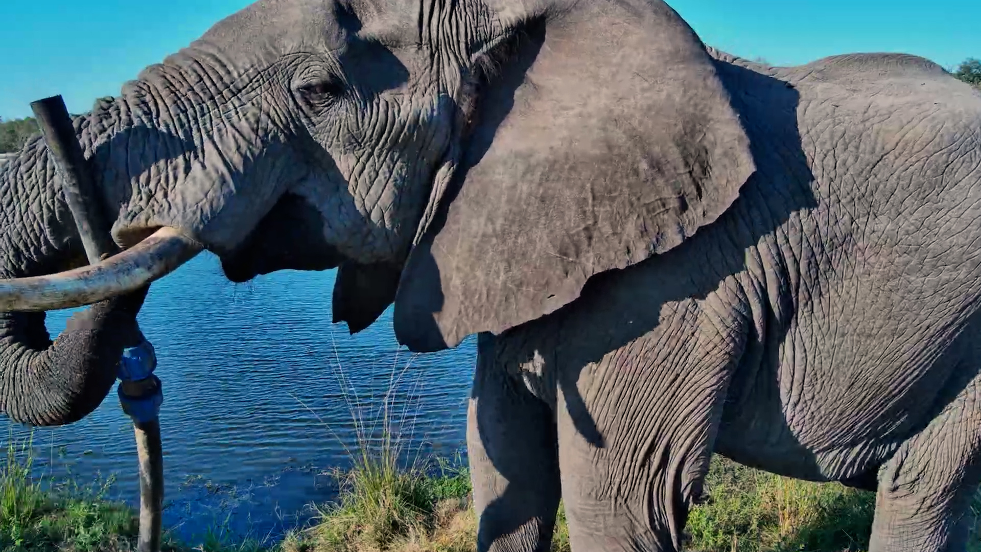 Elephant Found a New Toy