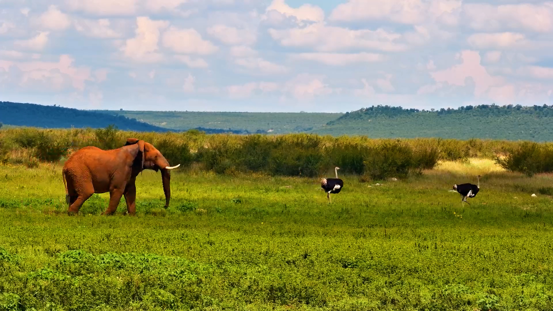 Not Sure About These Big Birds…
