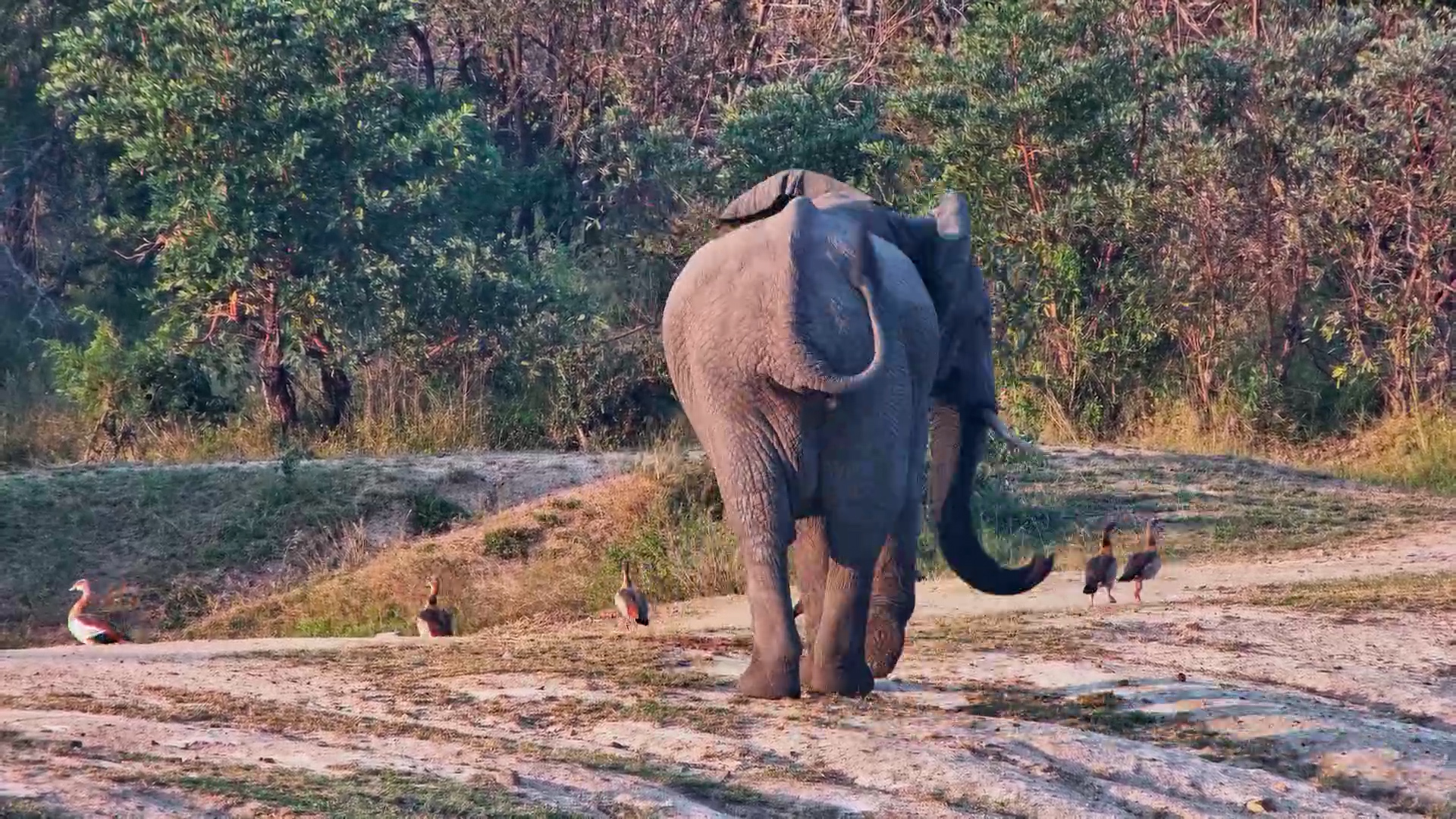 The Geese Were Getting on This Elephant's Nerves