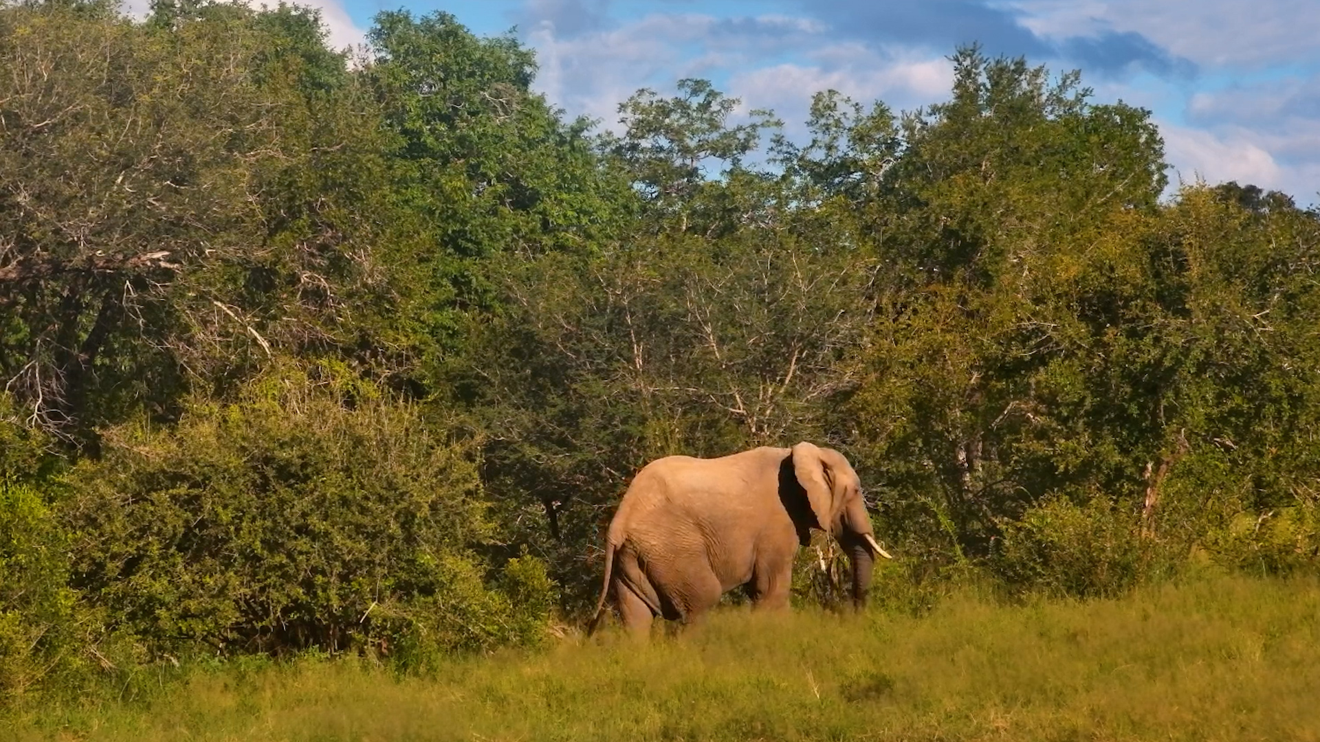 Quiet Visitor at the Waterhole