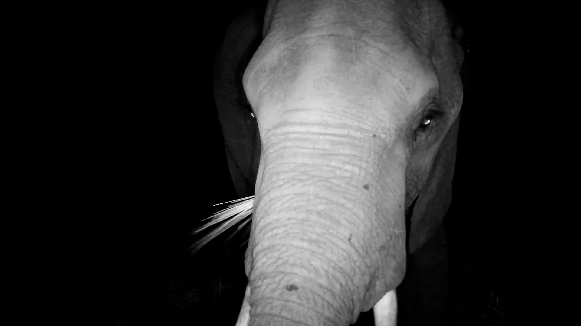 Elephant Comes Close in the Dark…