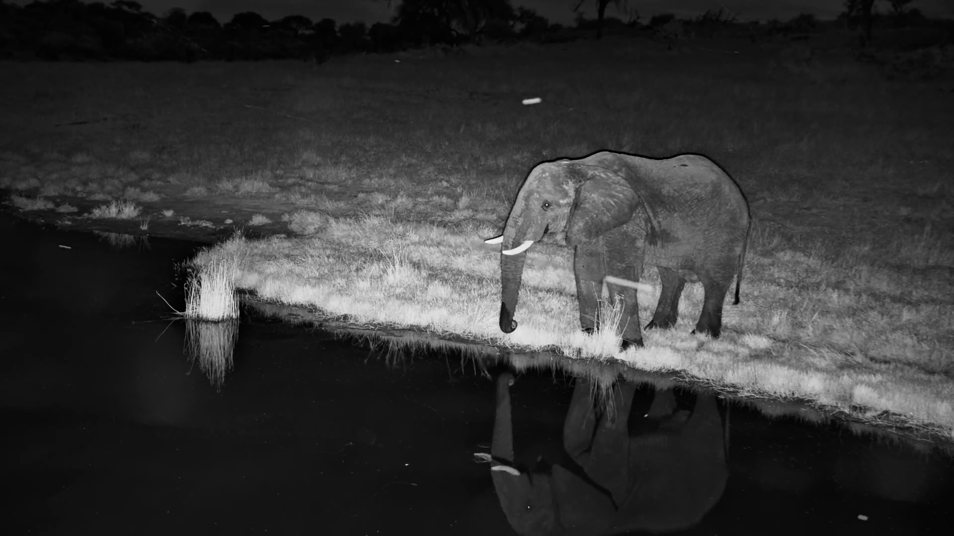 A Gentle Giant’s Night Out