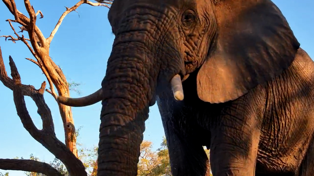 Elephant Drinks Right by the Camera!