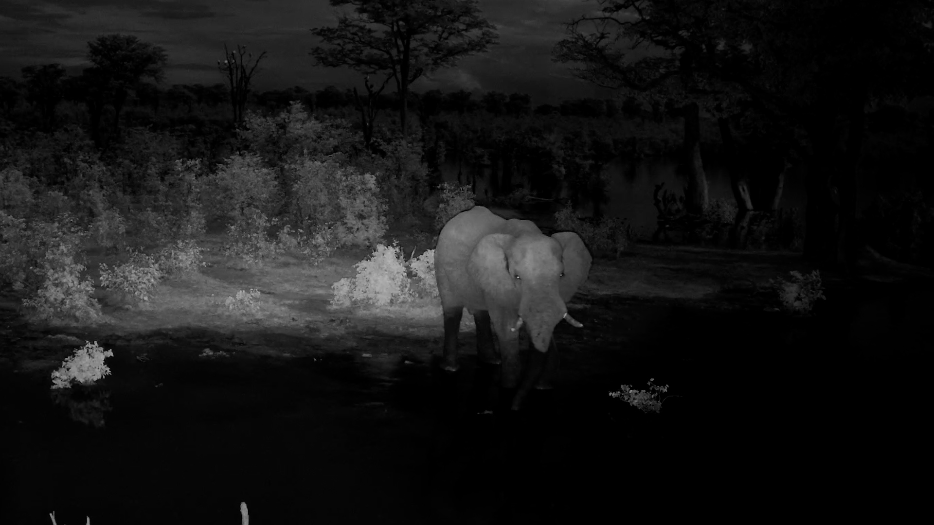 Elephant Drinks Amid Distant Lightning