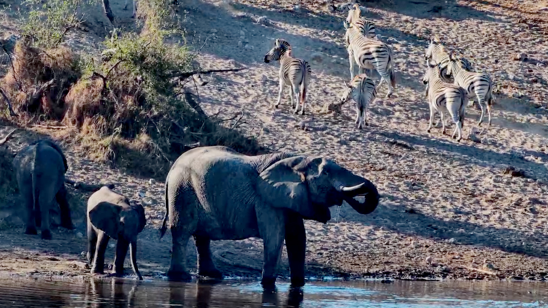 Elephant Family Meets Zebra Herd