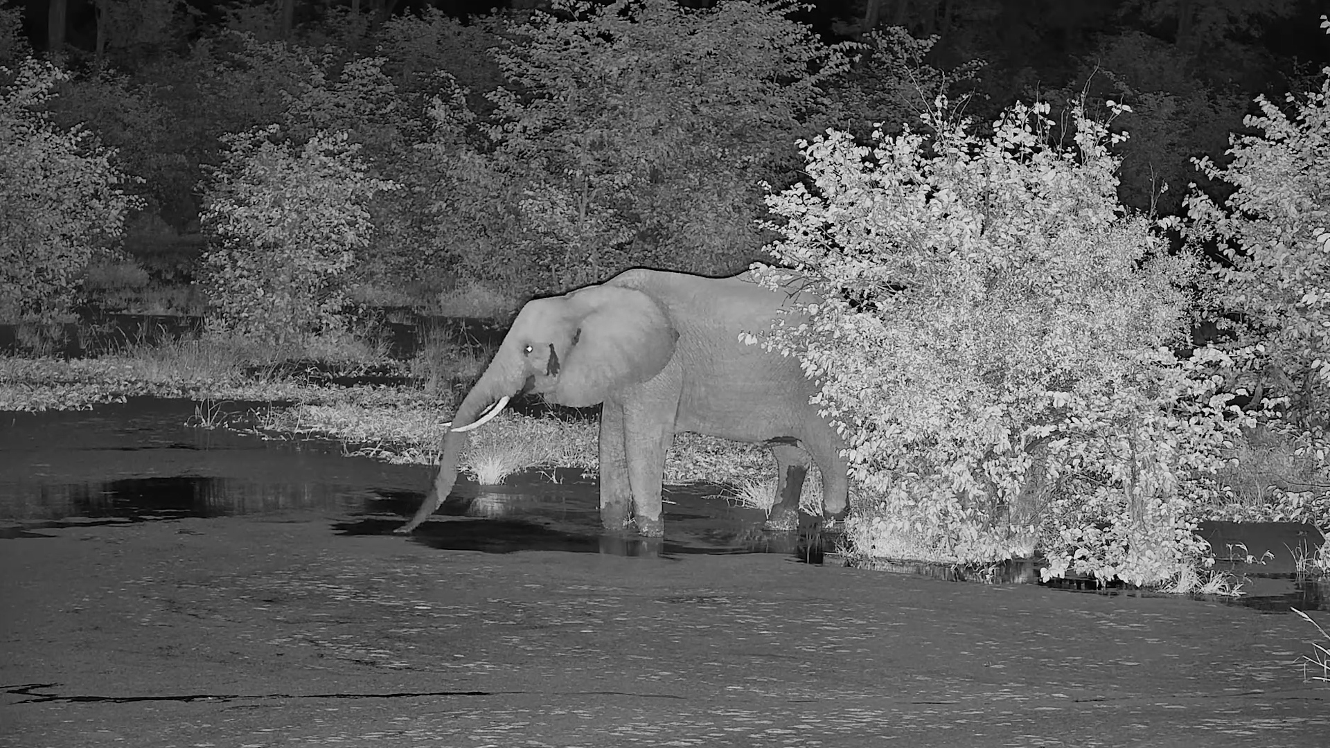 After Dark at the Waterhole - Elephant Drinking & Snacking